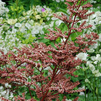 RODGERSIA pinnata var. Superba