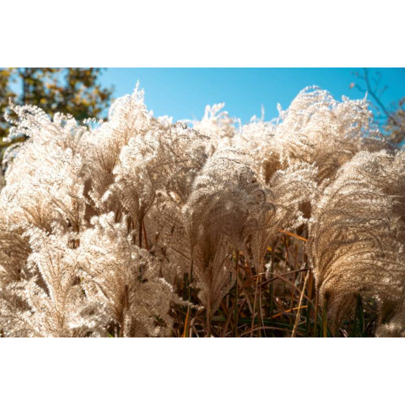 MISCANTHUS sinensis 'Kleine Silberspinne'