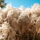 MISCANTHUS sinensis 'Kleine Silberspinne'