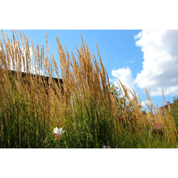 MOLINIA caerulea subsp. arundinacea \'Skyracer\'