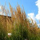 MOLINIA caerulea subsp. arundinacea 'Skyracer'