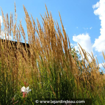 MOLINIA caerulea subsp. arundinacea &#039;Skyracer&#039;