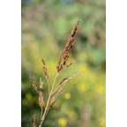 MOLINIA caerulea subsp. arundinacea 'Moorhexe'
