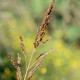 MOLINIA caerulea subsp. arundinacea 'Moorhexe'