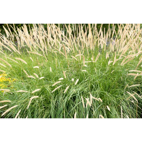 PENNISETUM macrourum