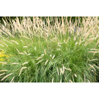 PENNISETUM macrourum