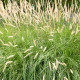 PENNISETUM macrourum