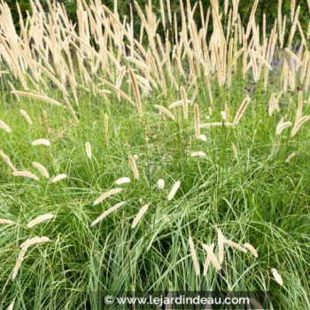 PENNISETUM macrourum