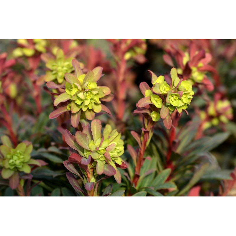 EUPHORBIA amygdalo&iuml;des 'Purpurea'