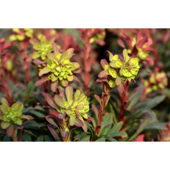 EUPHORBIA amygdalo&iuml;des 'Purpurea'