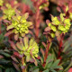 EUPHORBIA amygdaloïdes 'Purpurea'