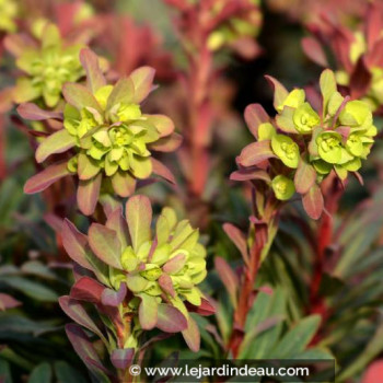 EUPHORBIA amygdaloïdes &#039;Purpurea&#039;