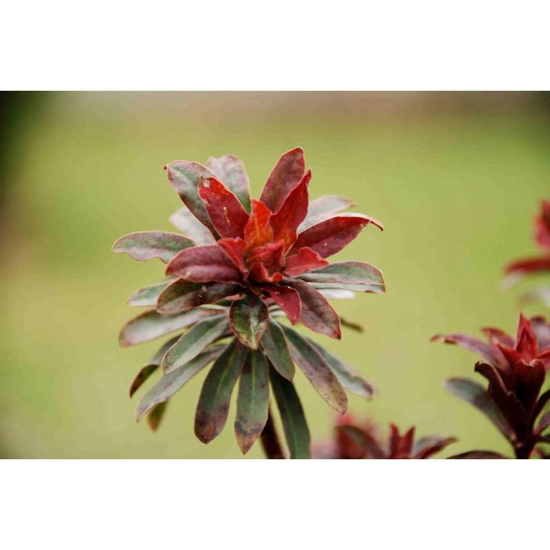 EUPHORBIA amygdalo&iuml;des 'Purpurea'