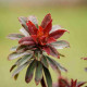 EUPHORBIA amygdaloïdes 'Purpurea'