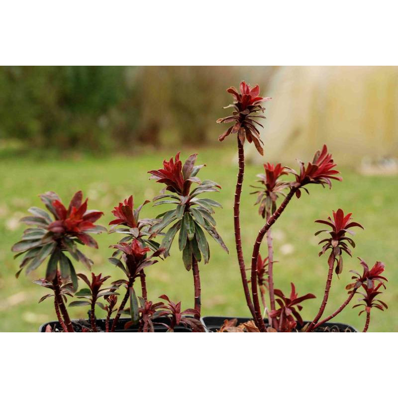 EUPHORBIA amygdalo&iuml;des 'Purpurea'