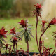 EUPHORBIA amygdaloïdes 'Purpurea'