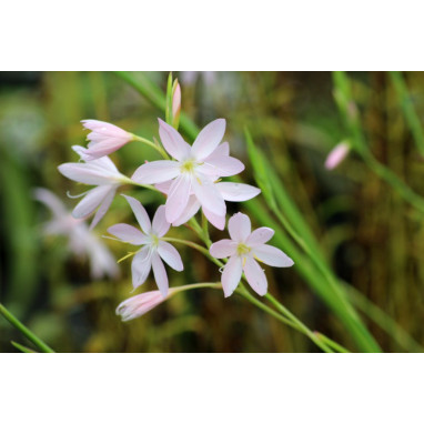 SCHIZOSTYLIS coccinea \'Pink Princess\'