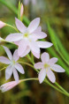 SCHIZOSTYLIS coccinea 'Pink Princess'
