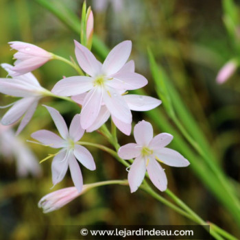 SCHIZOSTYLIS coccinea &#039;Pink Princess&#039;