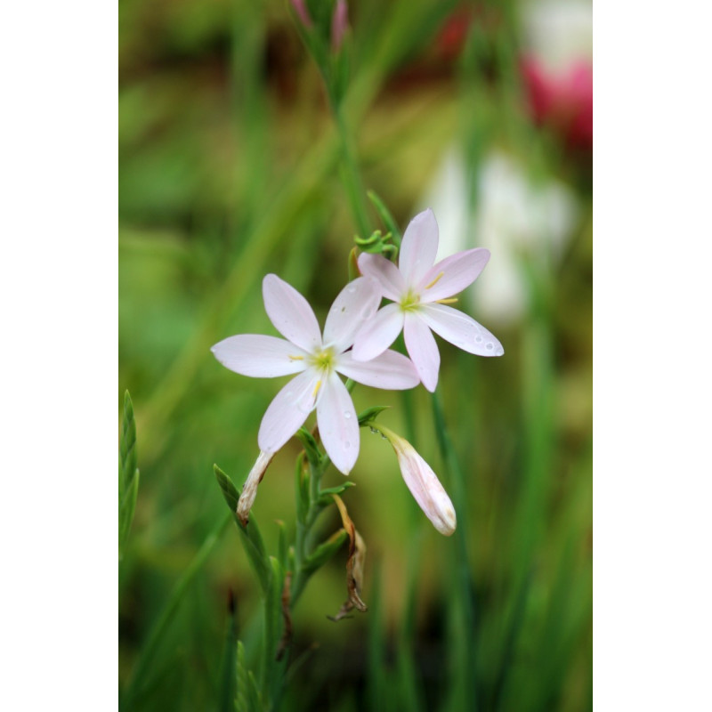 SCHIZOSTYLIS coccinea 'Pink Princess'
