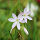 SCHIZOSTYLIS coccinea 'Pink Princess'