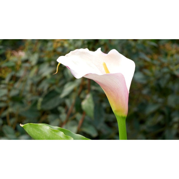 ZANTEDESCHIA aethiopica 'Flamingo'