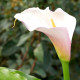 ZANTEDESCHIA aethiopica 'Flamingo'