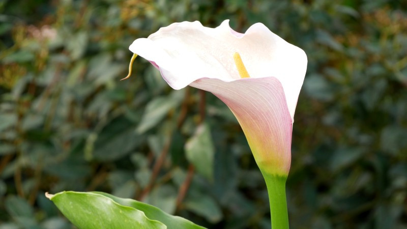 ZANTEDESCHIA aethiopica 'Flamingo', arum, rose, rive Le Jardin d'eau