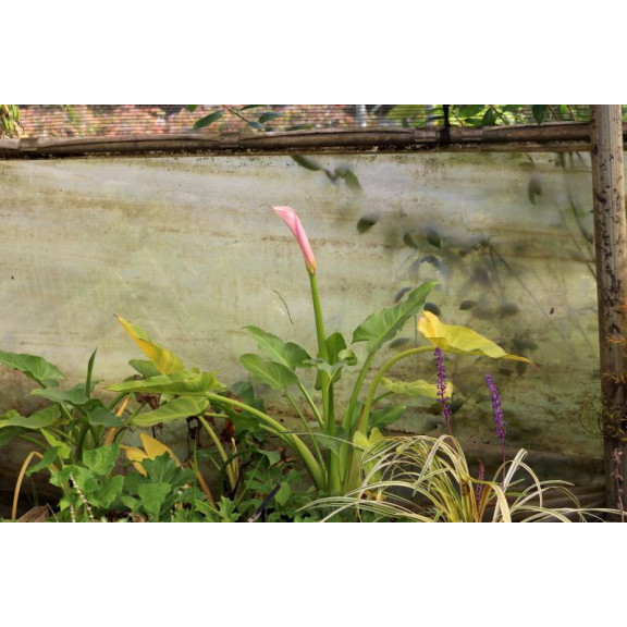 ZANTEDESCHIA aethiopica 'Flamingo'