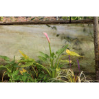 ZANTEDESCHIA aethiopica 'Flamingo'