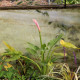 ZANTEDESCHIA aethiopica 'Flamingo'