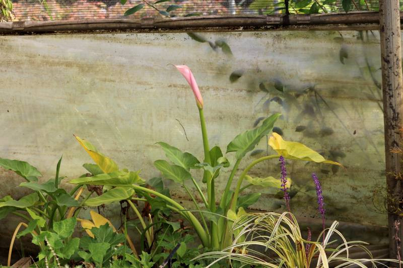 ZANTEDESCHIA aethiopica 'Flamingo', arum, rose, rive Le Jardin d'eau