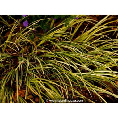ACORUS gramineus \'Ogon\' - Acore /  Golden Sweet Flag /  Kalmus