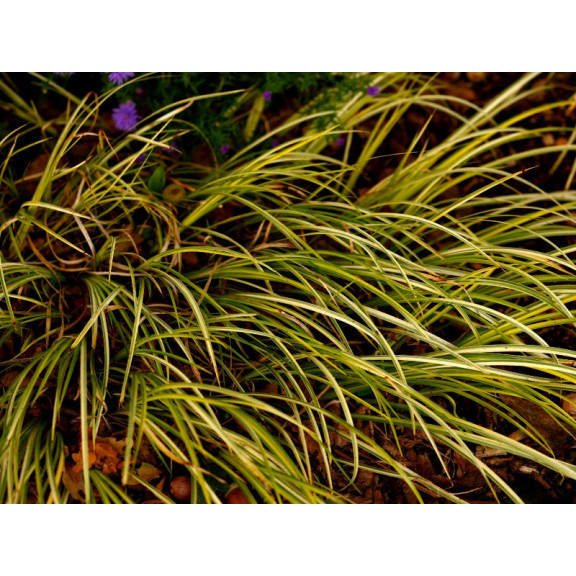 ACORUS gramineus 'Ogon'