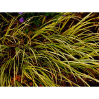 ACORUS gramineus 'Ogon'