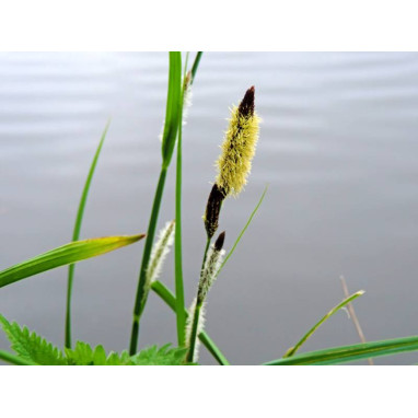 CAREX acuta
