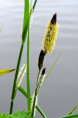 CAREX acuta