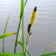 CAREX acuta