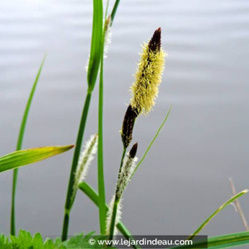 CAREX acuta