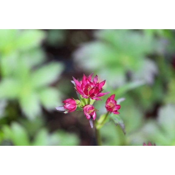 ASTRANTIA major 'Ruby Wedding'