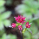 ASTRANTIA major 'Ruby Wedding'