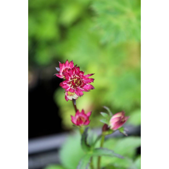 ASTRANTIA major 'Ruby Wedding'