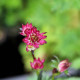 ASTRANTIA major 'Ruby Wedding'