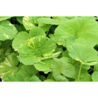 PETASITES hybridus 'Variegatus'