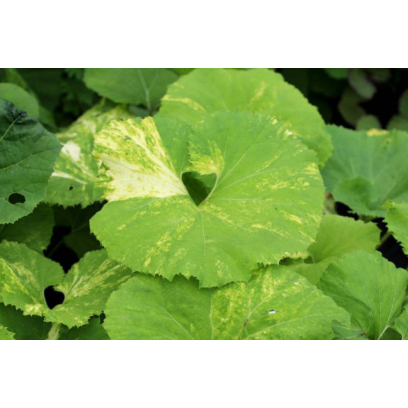 PETASITES hybridus 'Variegatus'