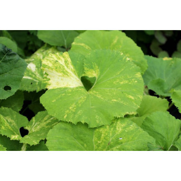 PETASITES hybridus \'Variegatus\'