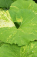 PETASITES hybridus 'Variegatus'