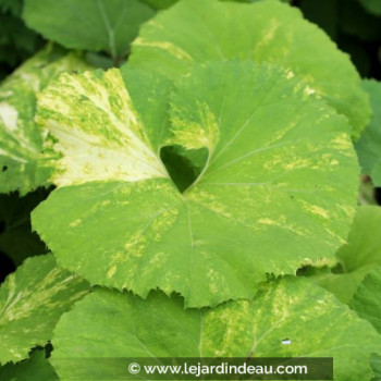 PETASITES hybridus &#039;Variegatus&#039;