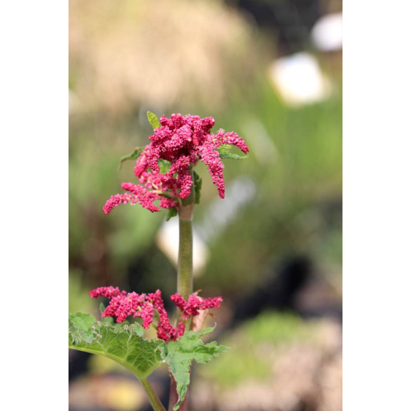 RHEUM palmatum var. tanguticum
