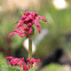 RHEUM palmatum var. tanguticum